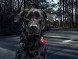 Фонарь для собак Orbiloc Dog Dual Signal Colours, красный в Самаре