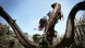 Игра Dragon&amp;#039;s Dogma: Dark Arisen [Nintendo Switch, английская версия] в Самаре